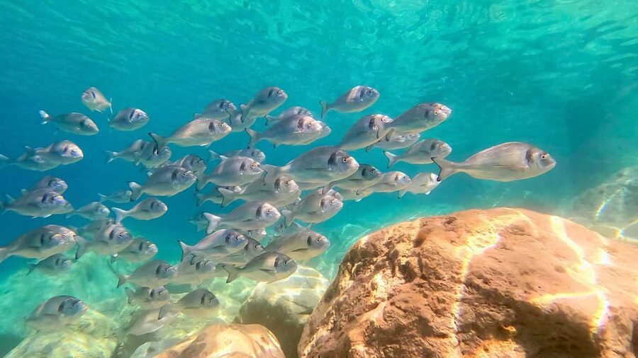 Olbia: Dolphin Watching Tour with Figarolo Island Snorkeling - The guide vibe matters: you’ll feel it on the water