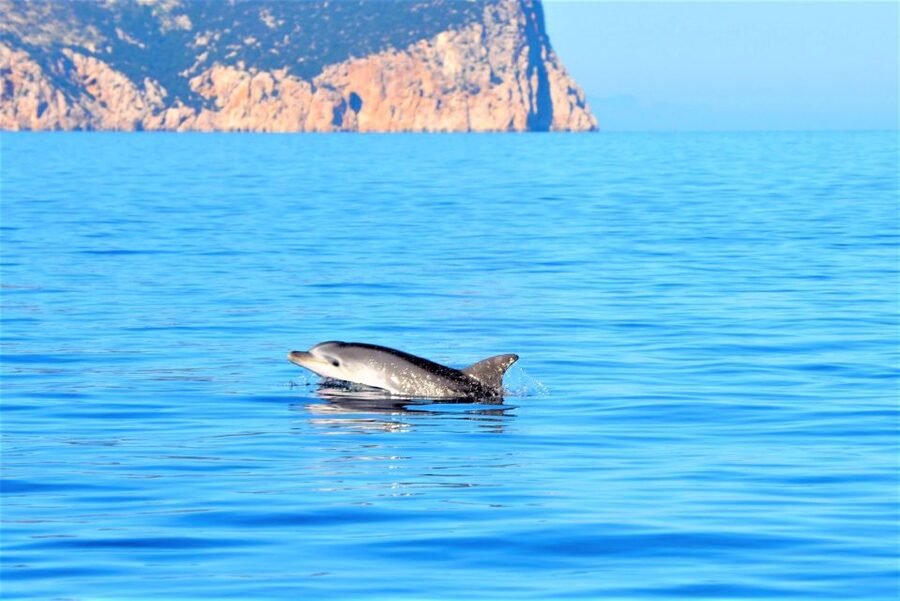 Olbia: Dolphin Watching Tour with Figarolo Island Snorkeling - Entering the day from Marina di Olbia, not some far-off dock