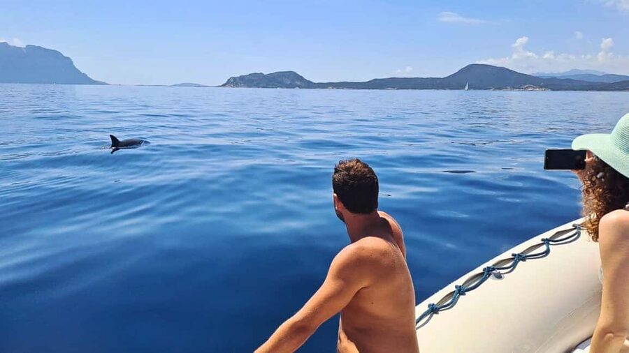 Olbia: Dolphin Watching Tour with Figarolo Island Snorkeling - The Capo Figari snorkeling stop: gear included, focus on comfort