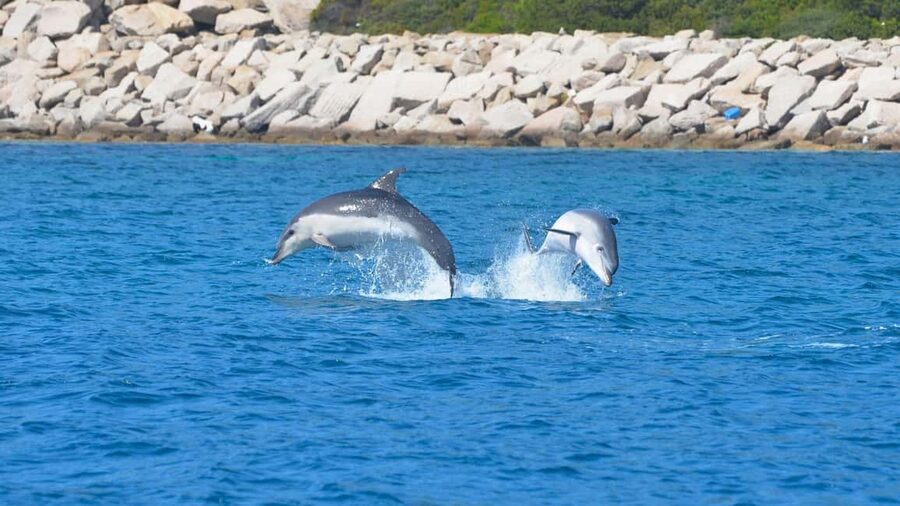 Olbia: Dolphin Watching Tour with Figarolo Island Snorkeling - Cala Moresca and the mouflon area: a second nature stop
