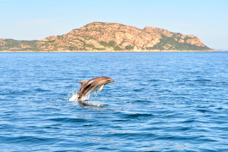 Olbia: Dolphin Watching Tour with Figarolo Island Snorkeling - The dinghy details that actually affect your day