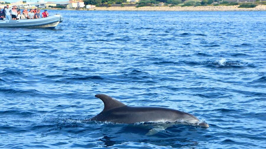 Olbia: Dolphin Watching Tour with Figarolo Island Snorkeling - Price and value: $74.20 for boat time plus guidance plus gear