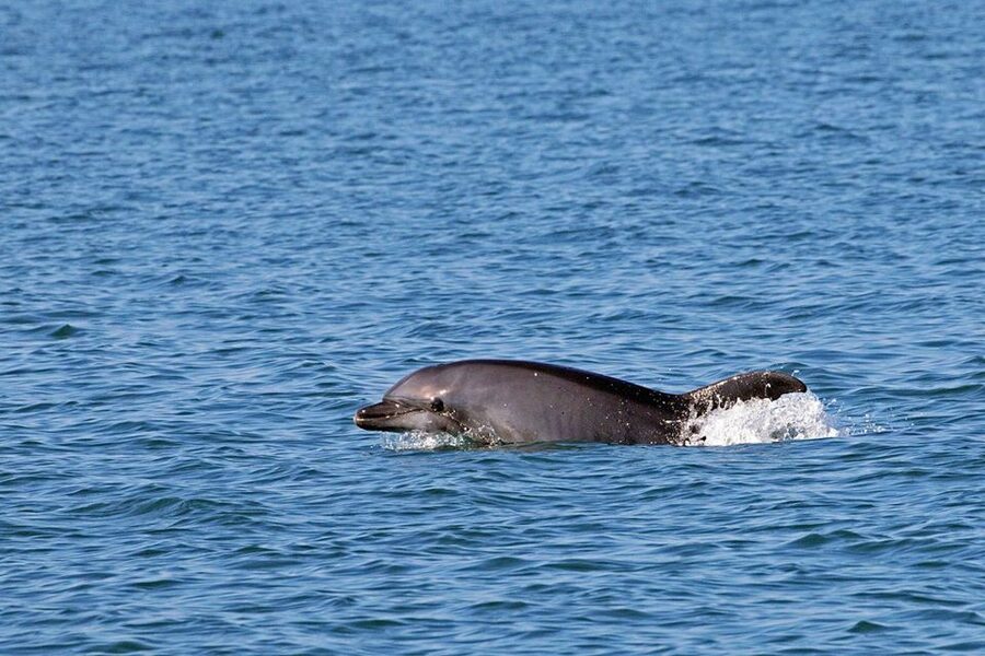Olbia: Dolphin Watching Tour with Figarolo Island Snorkeling - Who should book this Olbia dolphin and snorkeling tour