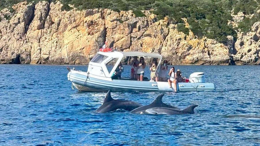 Olbia: Dolphin Watching Tour with Figarolo Island Snorkeling - Dolphins off Figarolo: slow cruising, then real animal watching