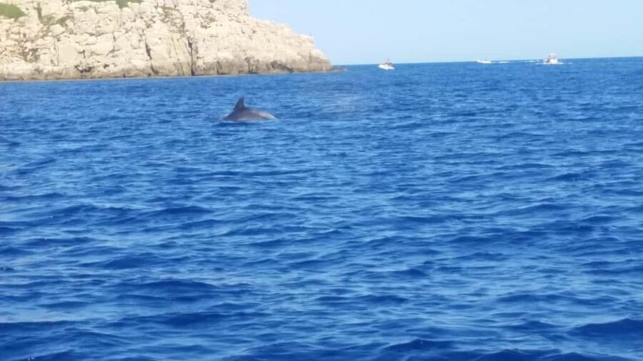 Olbia: Figarolo Island tour and snorkeling with dolphin sighting - Meeting points in Olbia: find the pier fast