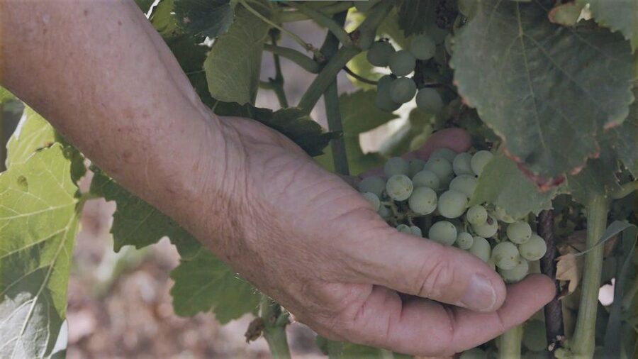 Olbia: Gallura Winery Guided Tour with Tasting - Practical Tips: What to Bring and Who It Fits