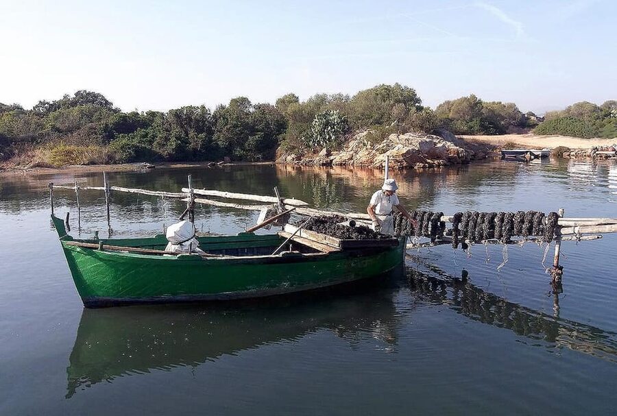 Olbia: Gulf of Olbia boat tour - Shipyards and working harbor views: the bay as an operating system