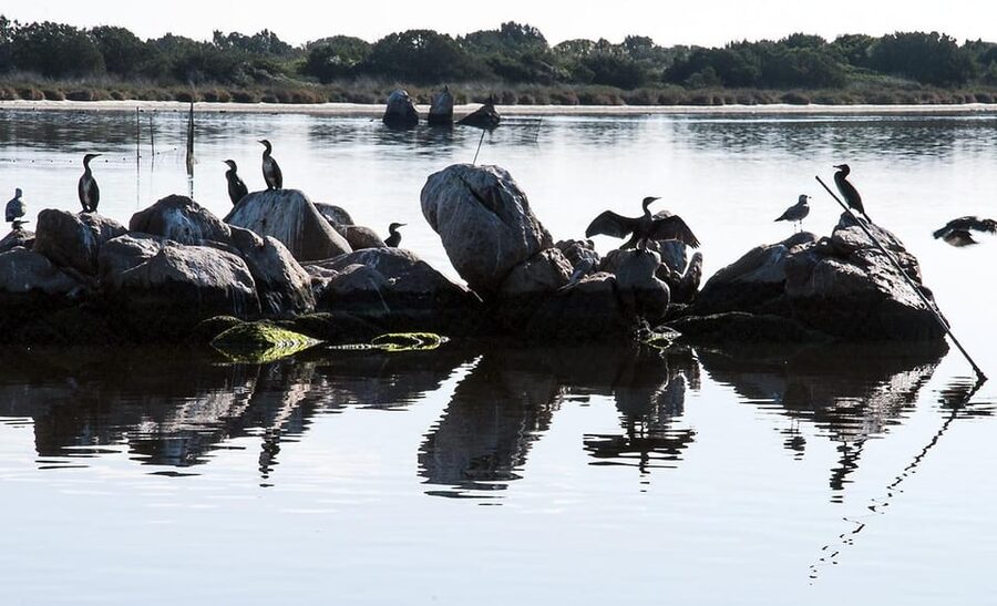 Olbia: Gulf of Olbia boat tour - The guided walk and wine break: a short land moment that changes the tone