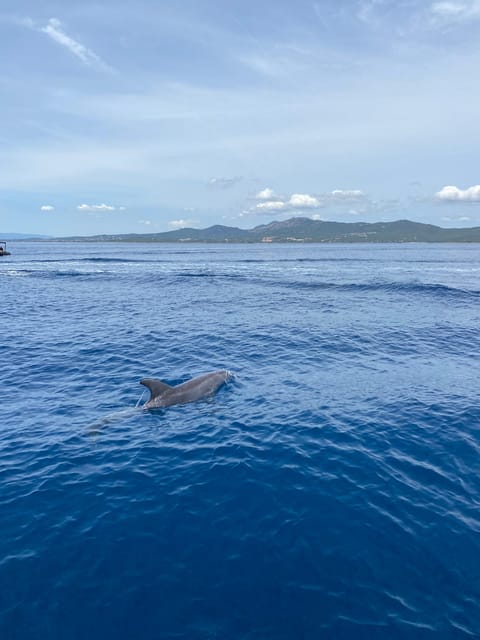 Olbia: Sunset and dolphin watching - Group size and comfort: why it feels better than big boats