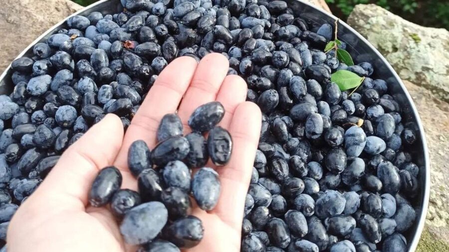 Olbia: visit a myrtle-making factory with tasting - Olfactory Tasting: Sniffing Essential Oils the Sardinian Way