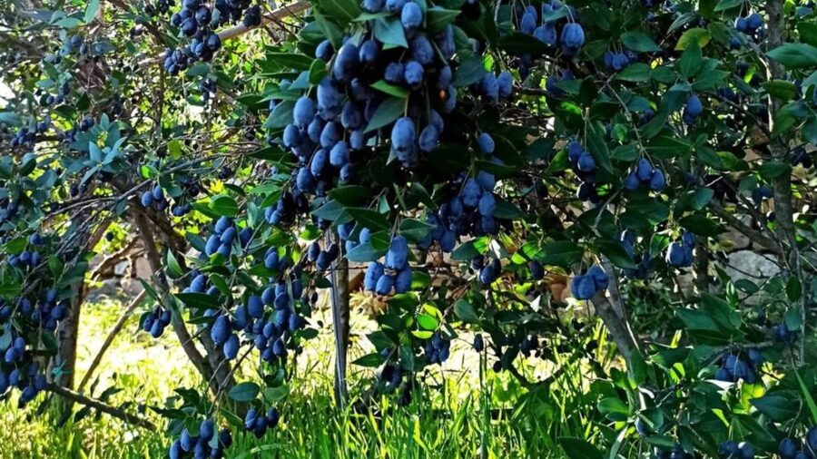 Olbia: visit a myrtle-making factory with tasting - Getting There from Olbia: The Car-Only Meeting Point