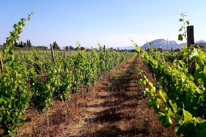 Orosei - 4x4 Tour & wine tasting - The vineyard stop: organic wine tasting and traditional food (what you pay and what’s included)