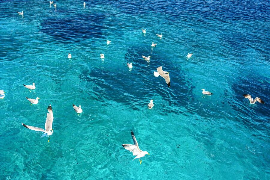 Palau: La Maddalena Archipelago and Caprera Island Boat Tour - The Caprera and Spargi swim reality: what to expect from the water stops