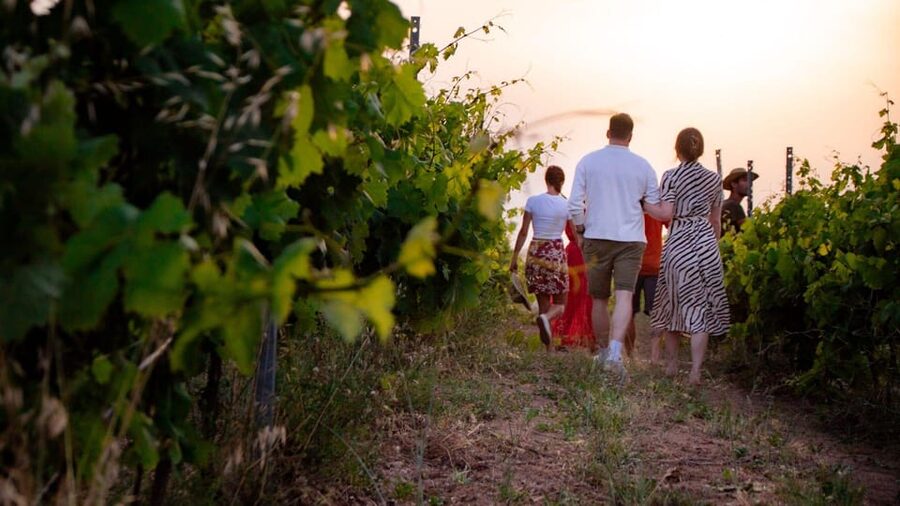 Palau: wine tasting in a Gallura winery - The Wine Flight: 7 Glasses Built for Native Sardinia