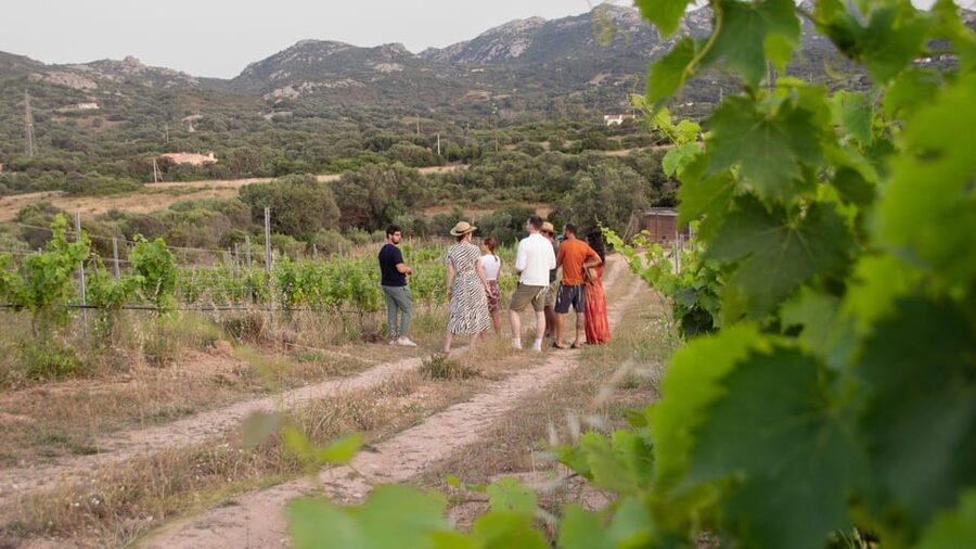 Palau: wine tasting in a Gallura winery - Price and Value: What $98 Gets You in Real Terms