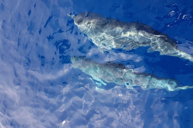 Sailing day trip on Tall Ship Andrea Jensen with Lunch and Wine - Key highlights you’ll actually care about