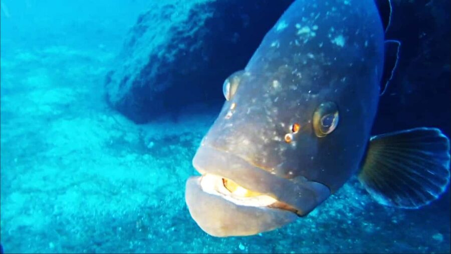 Sardinia, La Maddalena Archipelago: First Dive Experience - Price and value: is $187 worth a first try?