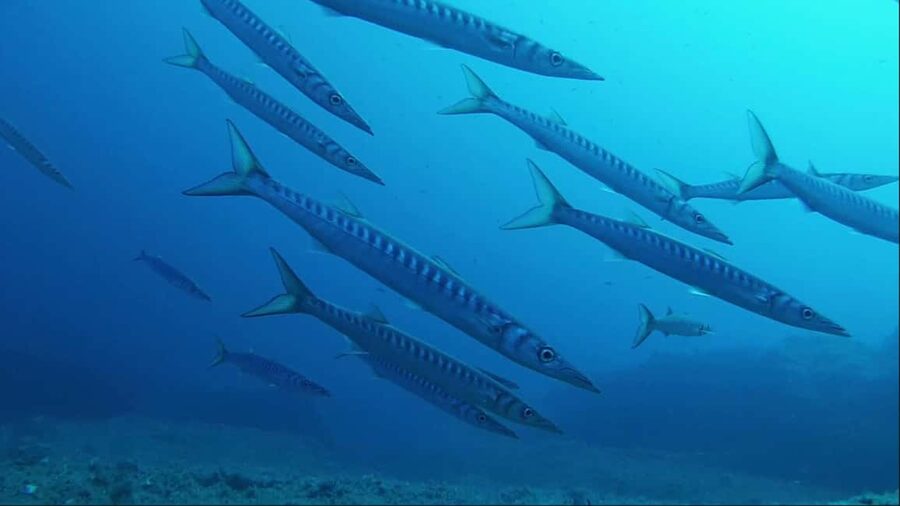 Sardinia, La Maddalena Archipelago: First Dive Experience - Languages and instructor style: the difference between confusion and calm