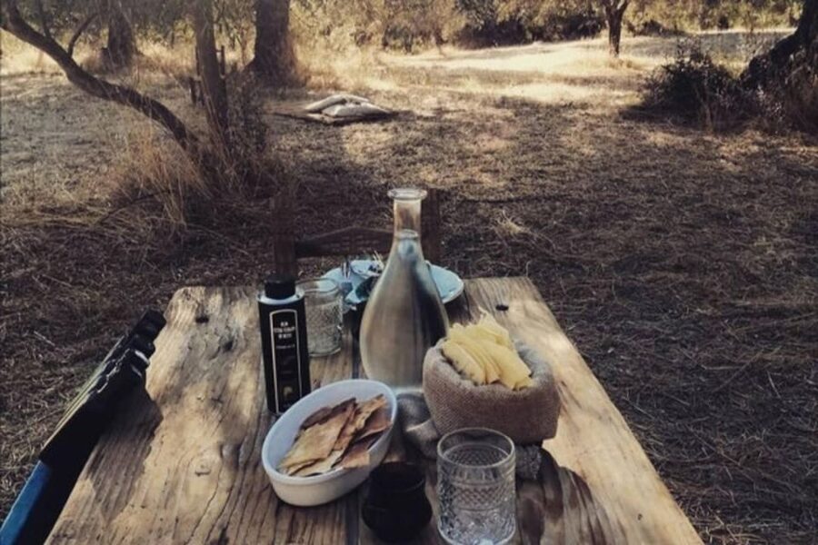 Sardinian Olive Oil tasting & Picnic among the olive trees - First Stop: Sa Mola Oleificio in Escolca