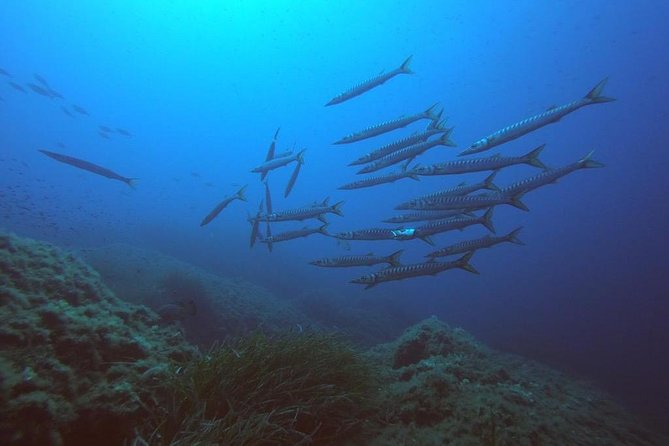 Scuba Diving in La Maddalena & Lavezzi Park for certified divers. - Why La Maddalena and Lavezzi are made for certified scuba sessions