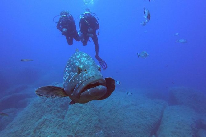 Scuba Diving in La Maddalena & Lavezzi Park for certified divers. - Small boat comfort: the 7.5 m dinghy with a 200 HP engine