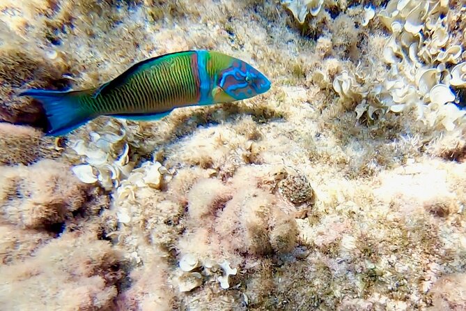Snorkeling Experience to discover the dolphin inside you! - Price and Value: $46.10 for a Small-Group, Guided Snorkel