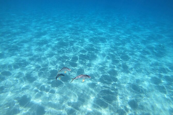 Snorkeling Experience to discover the dolphin inside you! - Who Should Book This Snorkeling Tour (and Who Might Think Twice)