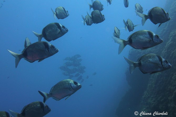 Snorkeling in the Marine Protected Area of Capo Carbonara - Meeting point in Villasimius: simple start, easy return
