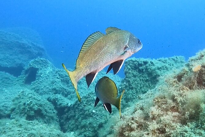 Snorkeling in the Marine Protected Area of Capo Carbonara - The 4-hour flow: how the pacing feels for a relaxed afternoon
