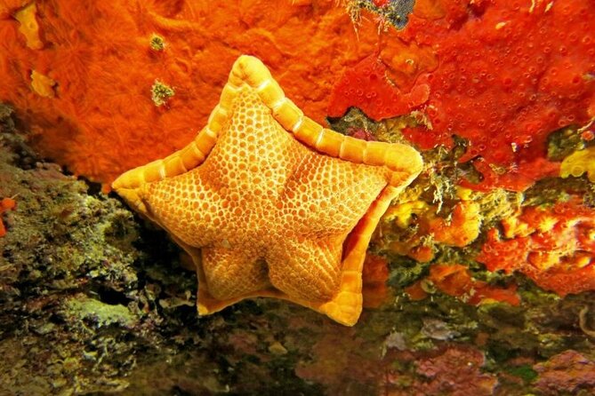 Snorkeling in the Marine Protected Area of Capo Carbonara - Your snorkeling kit: wet suit, fins, mask, snorkel