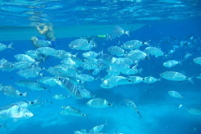 Snorkeling marine protected area Tavolara - Key highlights at a glance