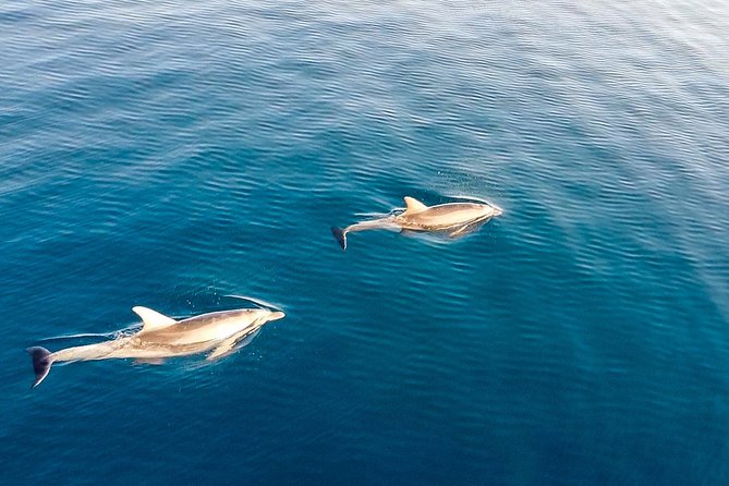 Stand Up Paddle With Dolphins, aperitif and pictures - Price and Value: Why $69.66 Makes Sense Here