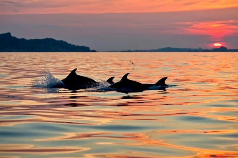 Sunset Kayak Tour + Snorkeling and Local Aperitif - Paddling toward Capo Coda Cavallo: white beaches, cliffs, and dolphin chances