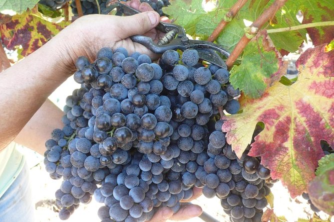 Sunset Tour with visit and guided tasting of 5 wines and local products - Sunset Winemaking Outside Alghero: Why Evening Works