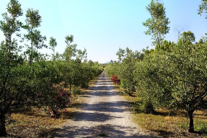 Sunset Tour with visit and guided tasting of 5 wines and local products - The Vineyard and Olive Groves Walk: What You’ll See and Learn