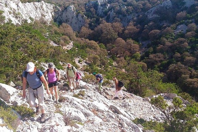 Tiscali mount guided hike - What your guide points out: trees, moufflons, and the night shift