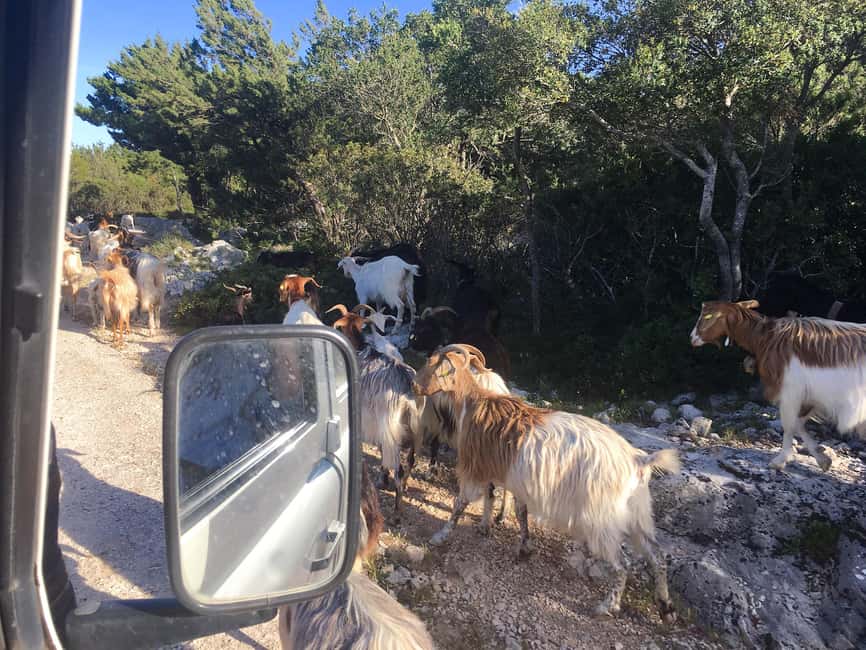 Tour Nature & Wildlife from Cagliari - The guide experience: what “Dirk was informative” signals