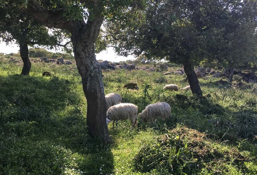 Tour Nature & Wildlife from Cagliari - Nuraghe Piscu stop: a quick scenic context moment