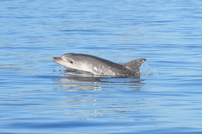Tour to Figarolo Island with the possibility to observe dolphins - Key highlights you’ll actually care about