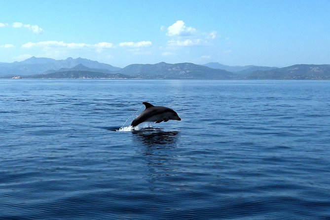 Tour to Figarolo Island with the possibility to observe dolphins - Price and value: about $72.59 for almost 4 hours on the water