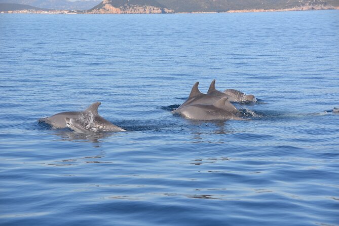 Tour to Figarolo Island with the possibility to observe dolphins - Starting from Olbia: mussels, the Bocca lighthouse, and a moving “field lesson”