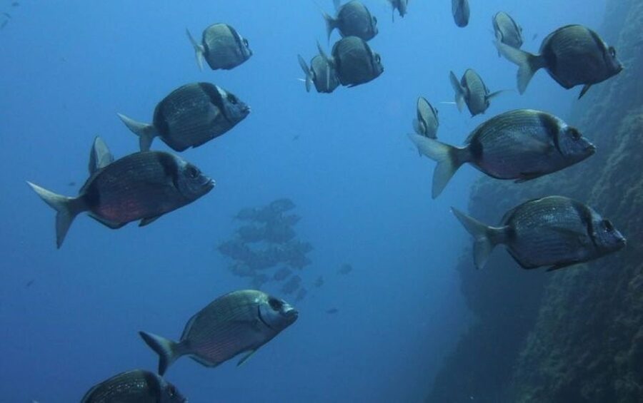 Villasimius: Capo Carbonara Boat and Snorkeling Tour - What’s included in the $60 price, and what you’ll pay for yourself