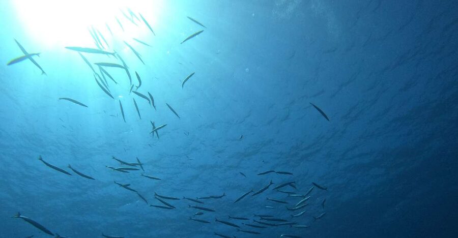 Villasimius: Snorkeling Tour in Capo Carbonara - Why Capo Carbonara’s Marine Protected Area Is the Main Event