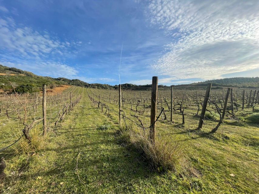 Walk through our vineyard and aperitif - Finding the Mediterranean maquis while you walk