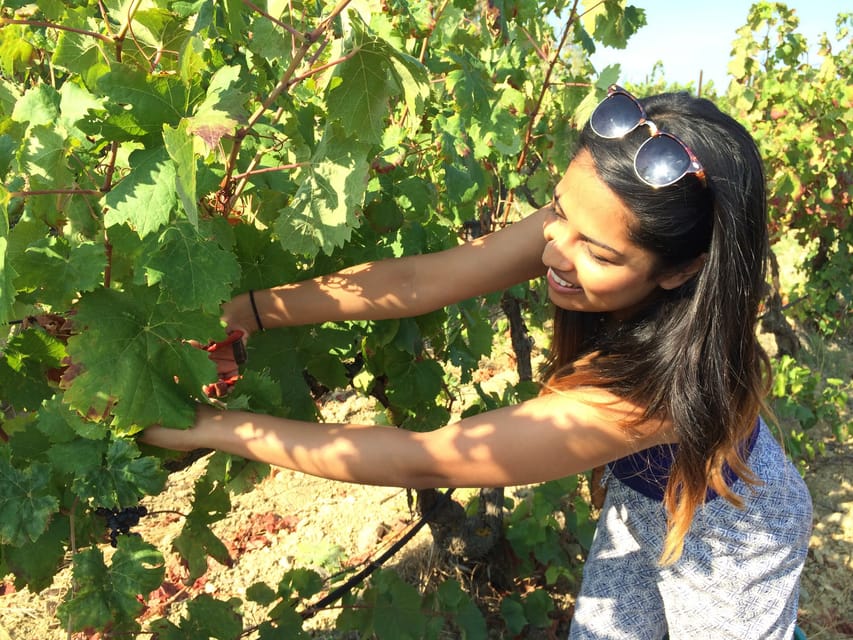 Wine Experience around Cagliari - Tastings and Sardinian Food Pairings for About Two Hours