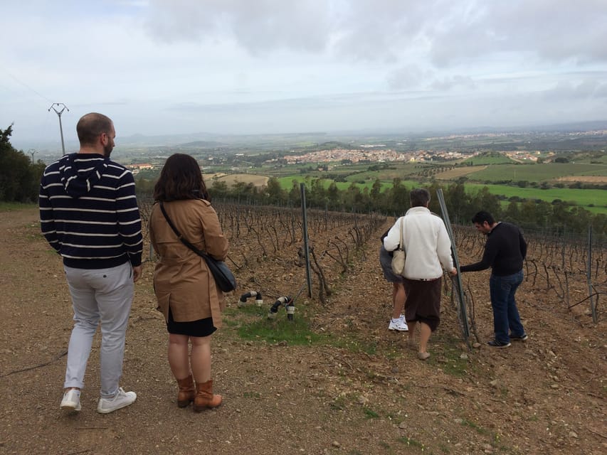 Wine Experience around Cagliari - Price and Value: Is This $100 Ticket Fair?