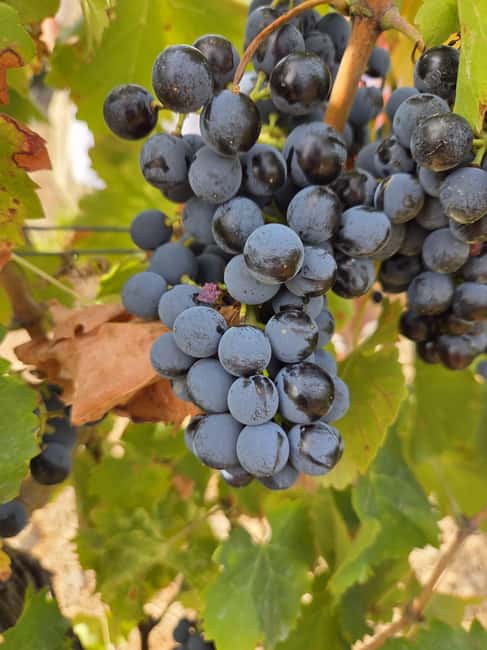 Wine Experience around Cagliari - Comfort, Language, and What to Wear