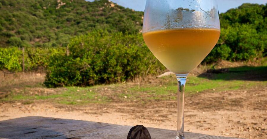 Wine tour and lunch or dinner at our vineyard - Spotting the Mediterranean maquis: a lesson you can walk away with