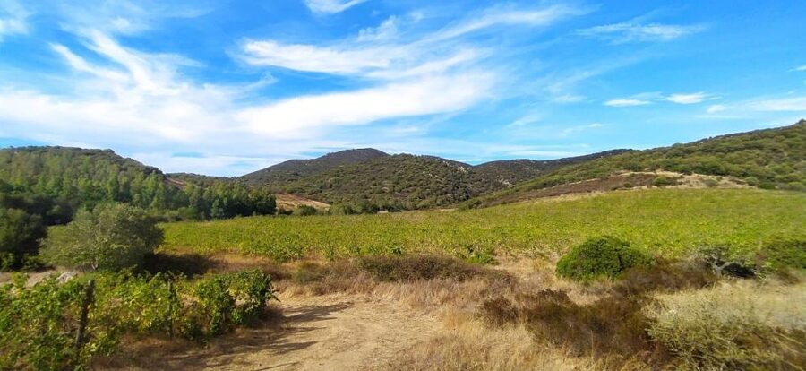 Wine tour and lunch or dinner at our vineyard - Price and value: what $113.29 gets you in real terms