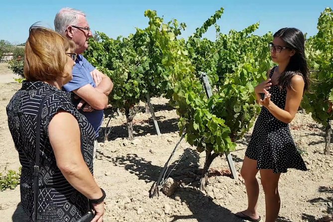 Winery And Oil Mill Tasting Tour - How to taste olive oil like you mean it (without turning it into homework)